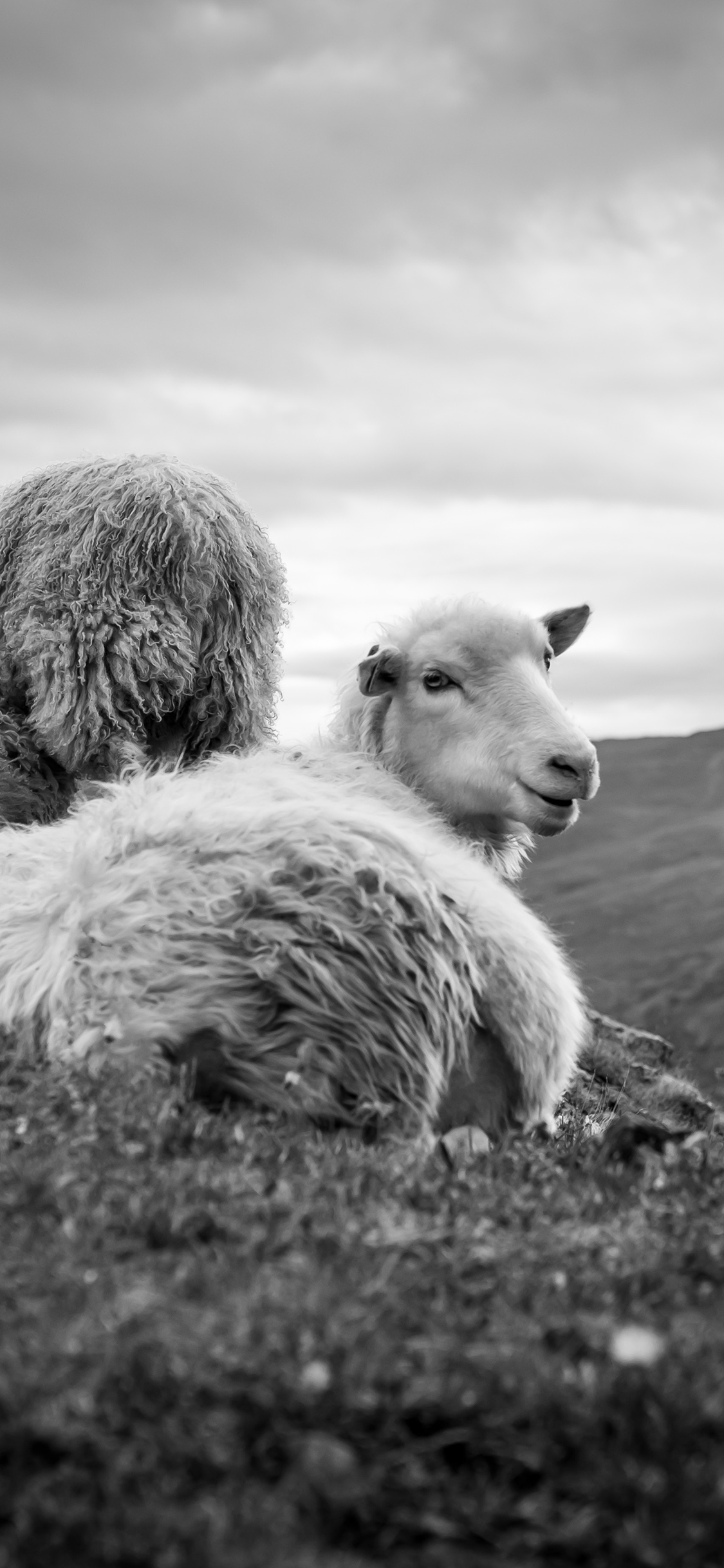 [2436×1125]绵羊 黑白 草原 羊群 苹果手机壁纸图片