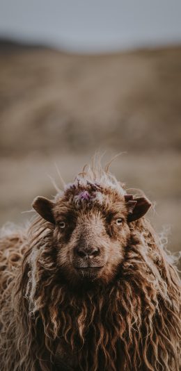 [2436x1125]绵阳 棕色 呆萌 苹果手机壁纸图片