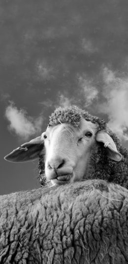 [2436x1125]绵阳 羊羔 羊毛 黑白 苹果手机壁纸图片