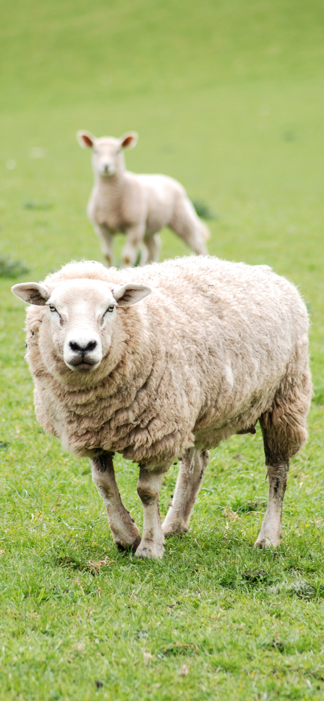 [2436×1125]绵阳 草坪 畜牧 养殖 草原 苹果手机壁纸图片