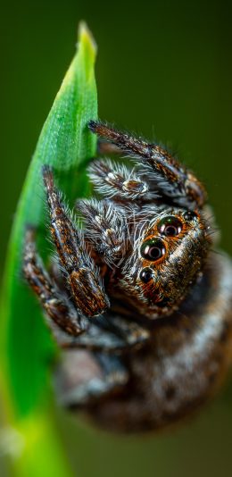 [2436x1125]绿叶 昆虫 植株 毒物 苹果手机壁纸图片