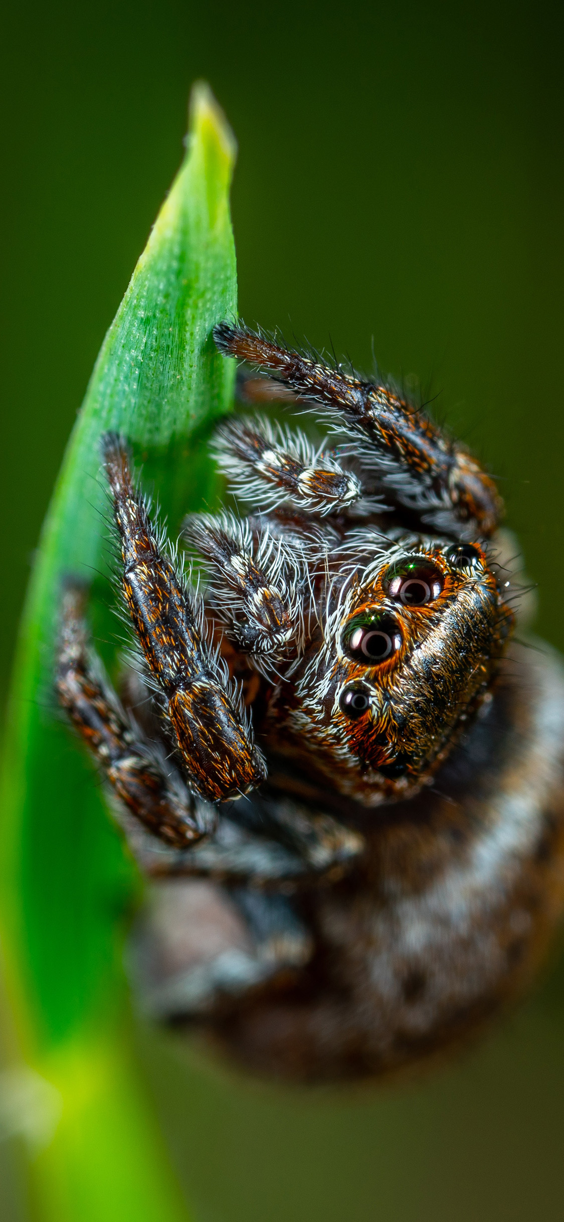 [2436×1125]绿叶 昆虫 植株 毒物 苹果手机壁纸图片