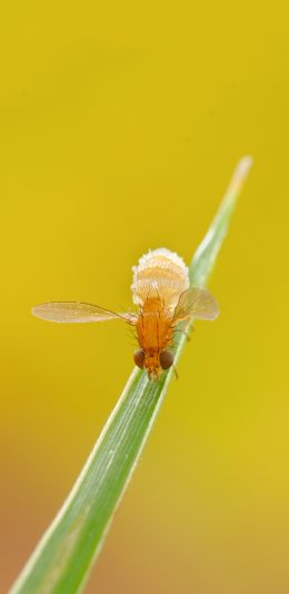 [2436x1125]绿叶 昆虫 特写 翅膀 苹果手机壁纸图片