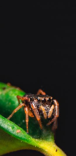[2436x1125]绿叶 昆虫 蜘蛛 爬行 苹果手机壁纸图片
