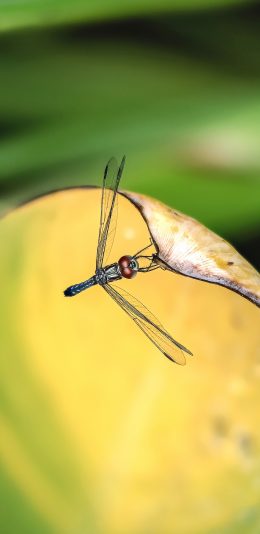 [2436x1125]绿叶 昆虫 蜻蜓 翅膀 苹果手机壁纸图片