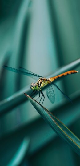 [2436x1125]绿植 叶子 昆虫 蜻蜓 苹果手机壁纸图片