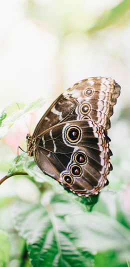 [2436x1125]绿植 枝叶 昆虫 蝴蝶 褐色 苹果手机壁纸图片