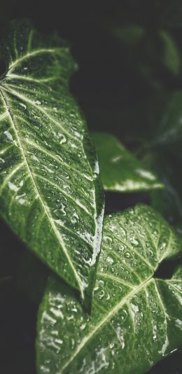 [2436x1125]绿植 枝叶 观赏性 苹果手机壁纸图片