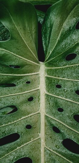 [2436x1125]绿植 水珠 洞洞 观赏性植物 苹果手机壁纸图片