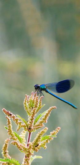 [2436x1125]绿植 蜻蜓 昆虫 停留 苹果手机壁纸图片