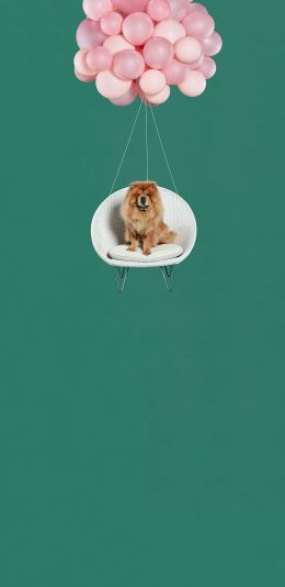 [2436x1125]绿色背景 粉色气球 宠物狗 松狮犬 苹果手机壁纸图片