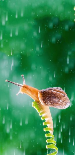 [2436x1125]绿芽 爬行 蜗牛 触角 苹果手机壁纸图片