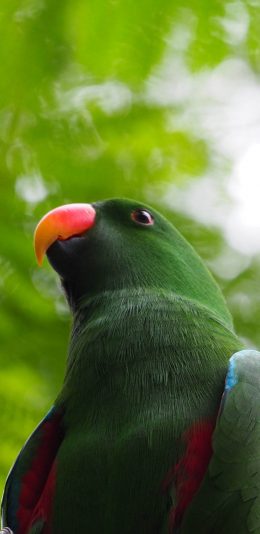 [2436x1125]绿鹦鹉 聪明 栖息 树枝 苹果手机壁纸图片