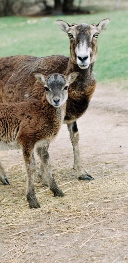 [2436x1125]羊 亲子 草地 牲畜 苹果手机壁纸图片