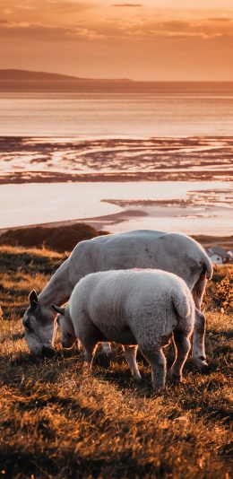 [2436x1125]羊 山坡 吃草 咩 苹果手机壁纸图片