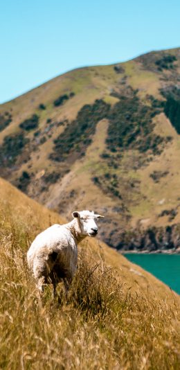 [2436x1125]羊 斜坡 山坡 饲养 放养 苹果手机壁纸图片