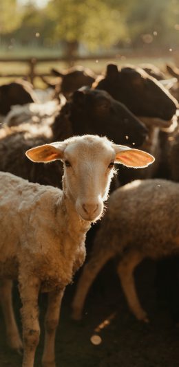 [2436x1125]羊 牲畜 种群 养殖 畜牧 苹果手机壁纸图片
