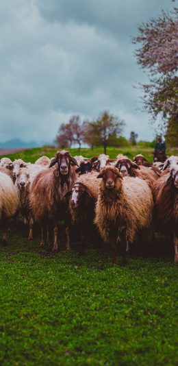 [2436x1125]羊 牲畜 草地 羊群 苹果手机壁纸图片