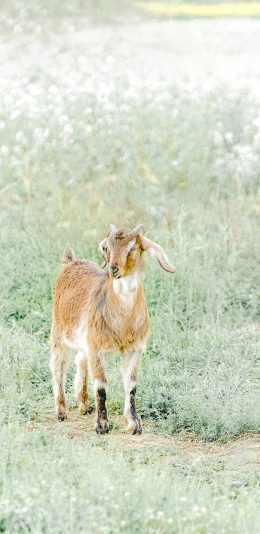 [2436x1125]羊 畜牧 牲畜 草坪 养殖 苹果手机壁纸图片