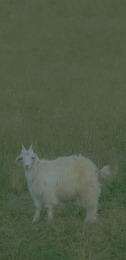 [2436x1125]羊 畜牧 草原 绿色 牲畜 苹果手机壁纸图片