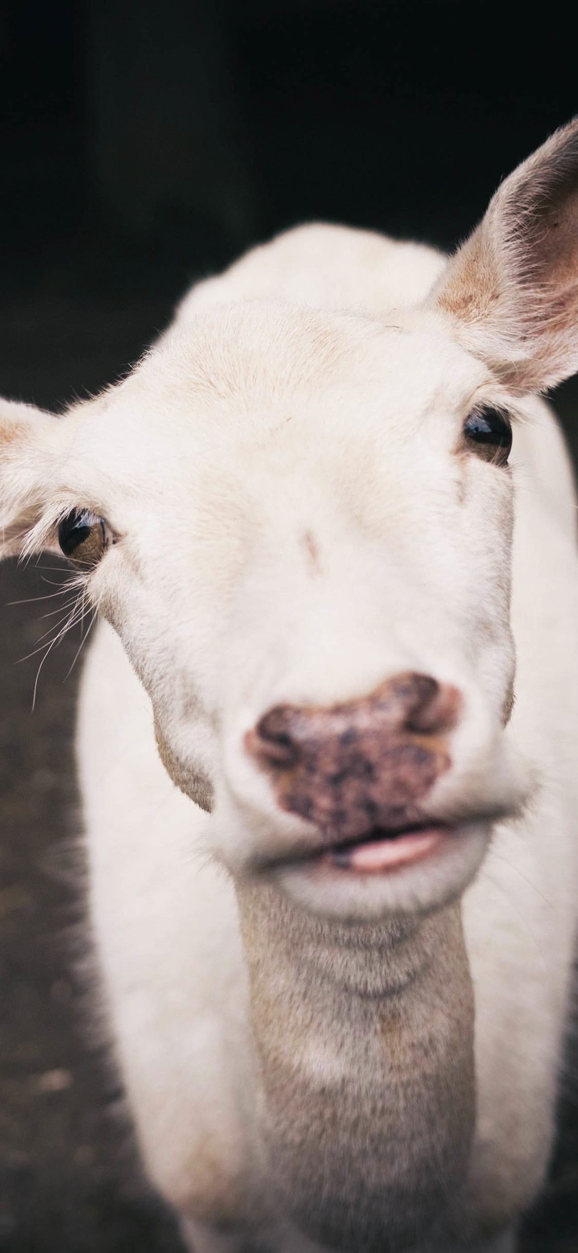 [2436×1125]羊 白色 可爱 萌 咩咩 苹果手机壁纸图片