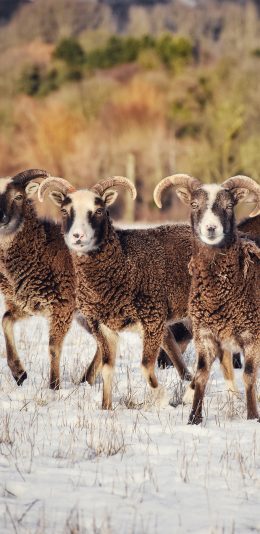 [2436x1125]羊 皮毛 羊角 牲畜 苹果手机壁纸图片