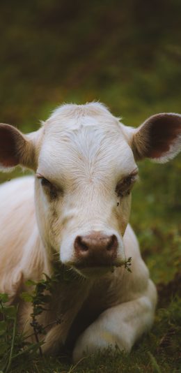 [2436x1125]羊 羊毛 草地 苹果手机壁纸图片