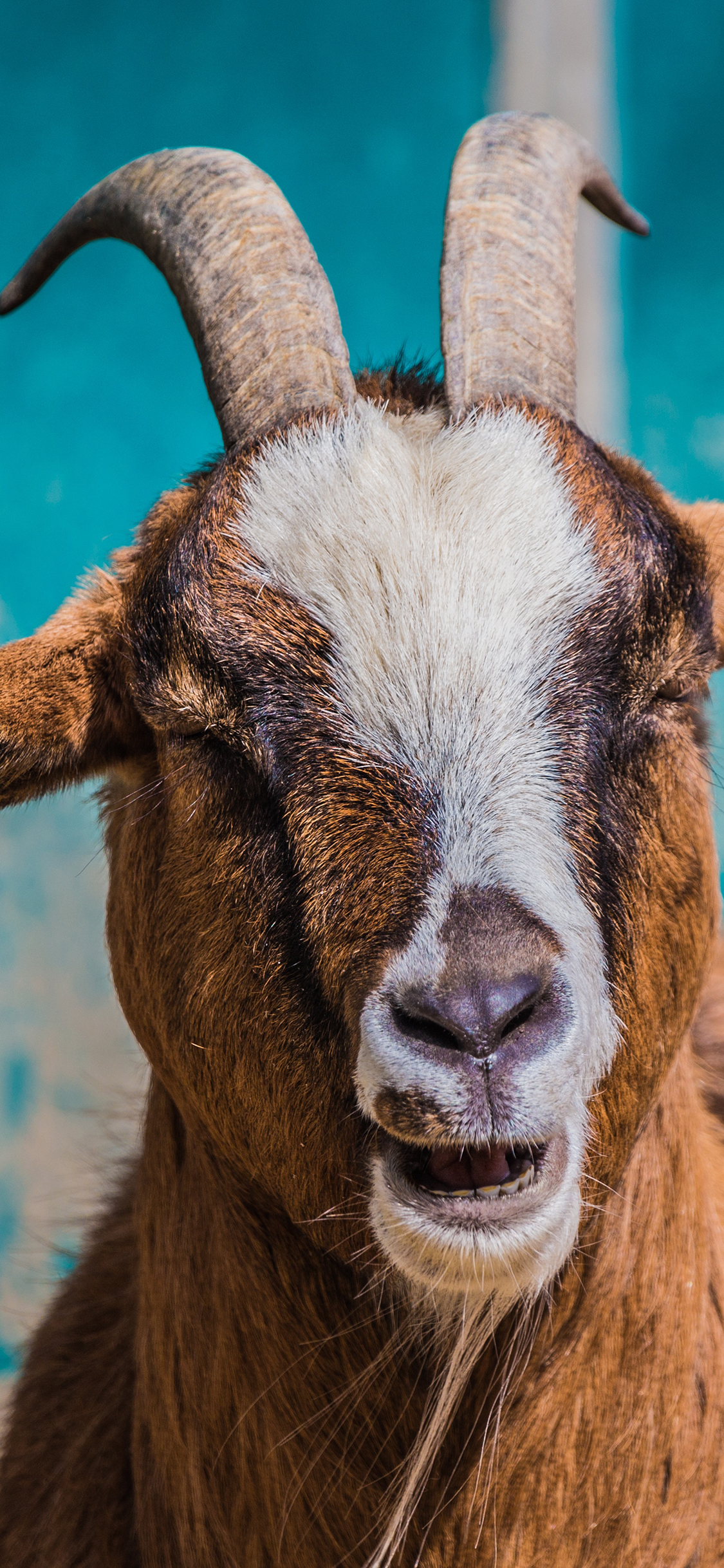 [2436×1125]羊 羊角 咩 皮毛 苹果手机壁纸图片