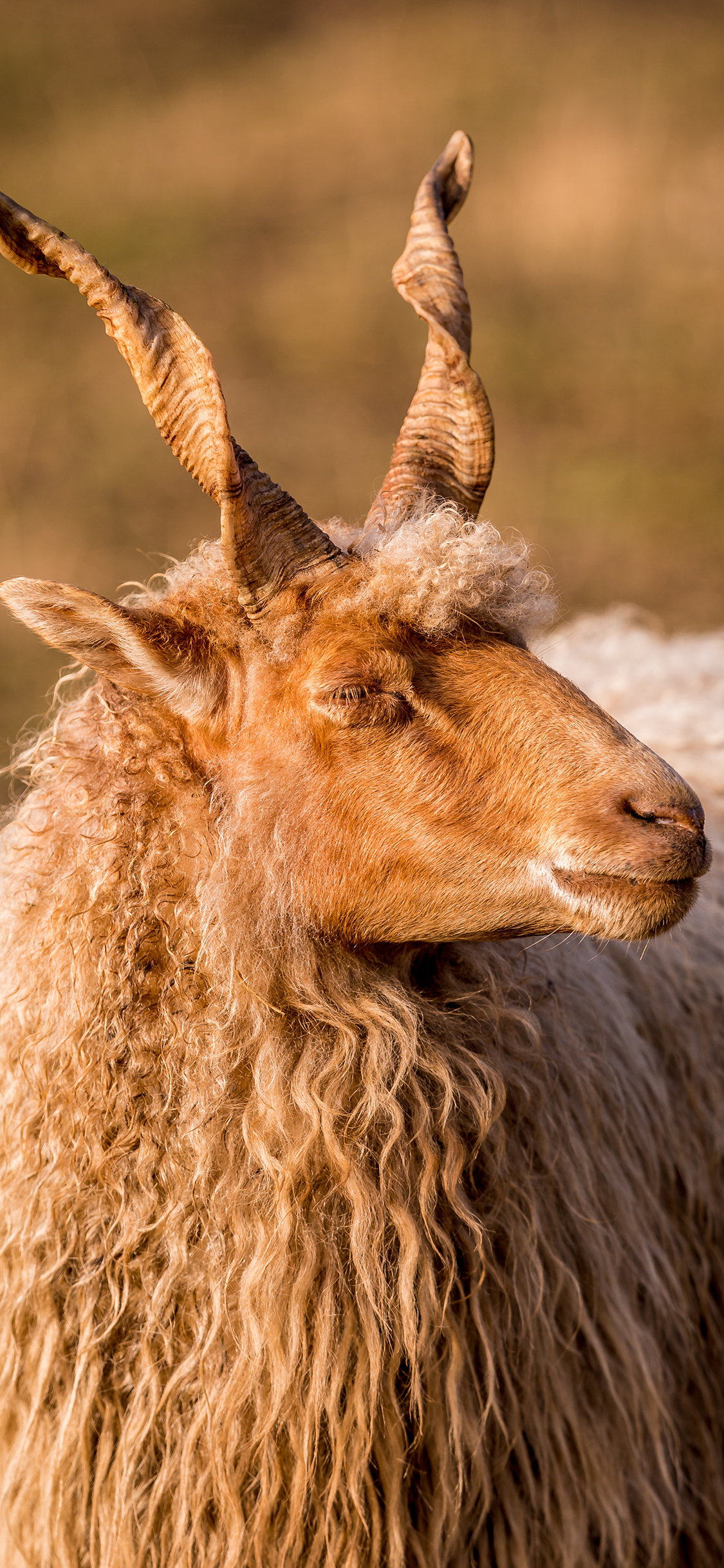 [2436×1125]羊 羊角 羊毛 卷毛 苹果手机壁纸图片