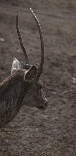 [2436x1125]羊 羊角 荒地 户外 苹果手机壁纸图片