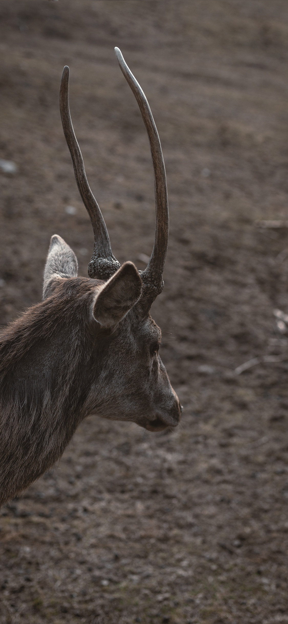 [2436×1125]羊 羊角 荒地 户外 苹果手机壁纸图片