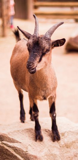 [2436x1125]羊 羔羊 羊角 小羊 苹果手机壁纸图片