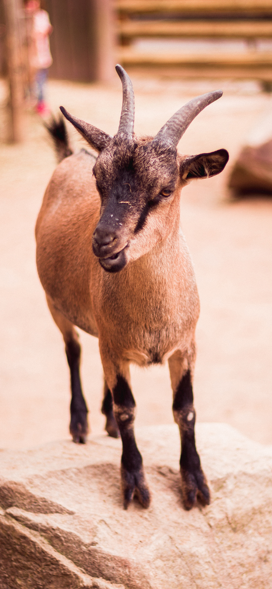 [2436×1125]羊 羔羊 羊角 小羊 苹果手机壁纸图片