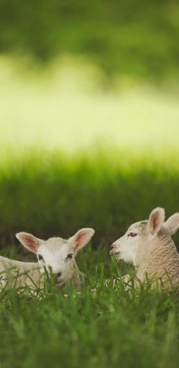 [2436x1125]羊 群居 放牧 草地 苹果手机壁纸图片