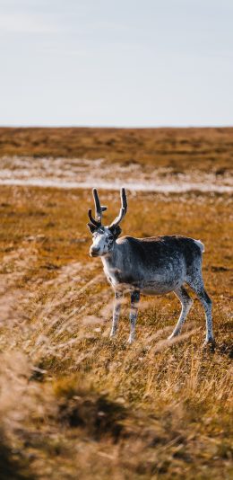 [2436x1125]羊 草原 山羊 羊角 苹果手机壁纸图片