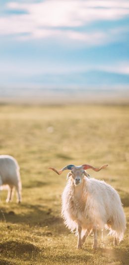 [2436x1125]羊 草原 畜牧 牧场 草坪 苹果手机壁纸图片