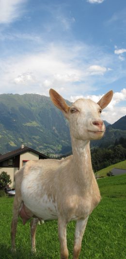 [2436x1125]羊 草原 蓝天白云 可爱 苹果手机壁纸图片