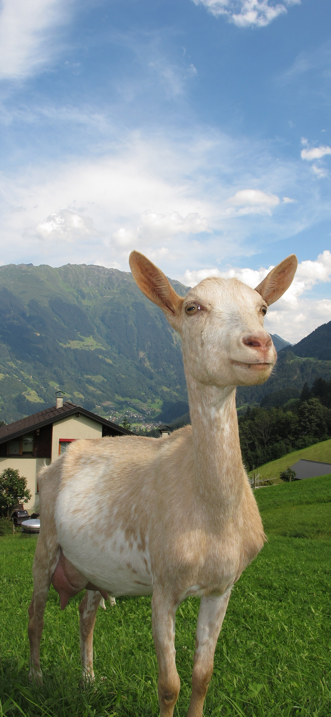 [2436×1125]羊 草原 蓝天白云 可爱 苹果手机壁纸图片