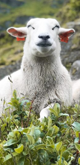 [2436x1125]羊 草地 放牧 牲畜 苹果手机壁纸图片