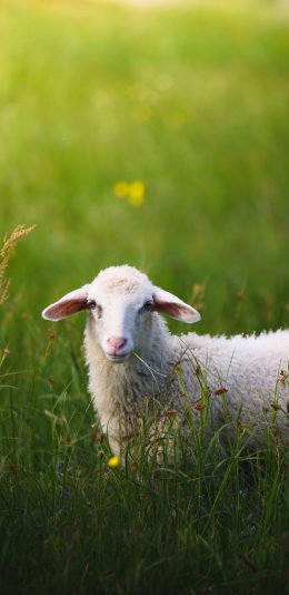 [2436x1125]羊 草地 绵羊 放养 苹果手机壁纸图片