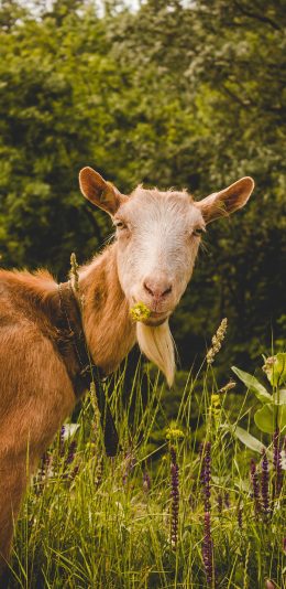 [2436x1125]羊 草地 胡子 皮扣 苹果手机壁纸图片