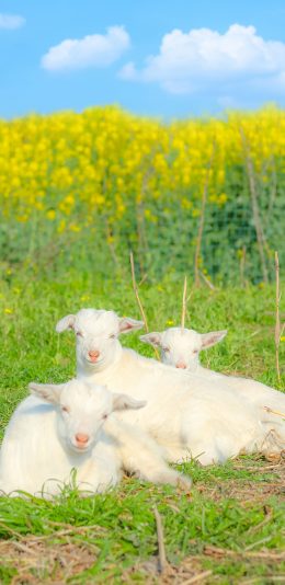 [2436x1125]羊 草坪 畜牧 牲畜 羊羔 可爱 苹果手机壁纸图片