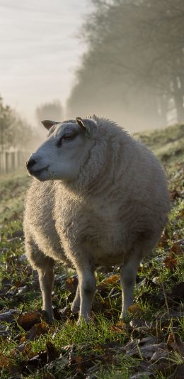 [2436x1125]羊 草坪 绵羊 毛发 苹果手机壁纸图片