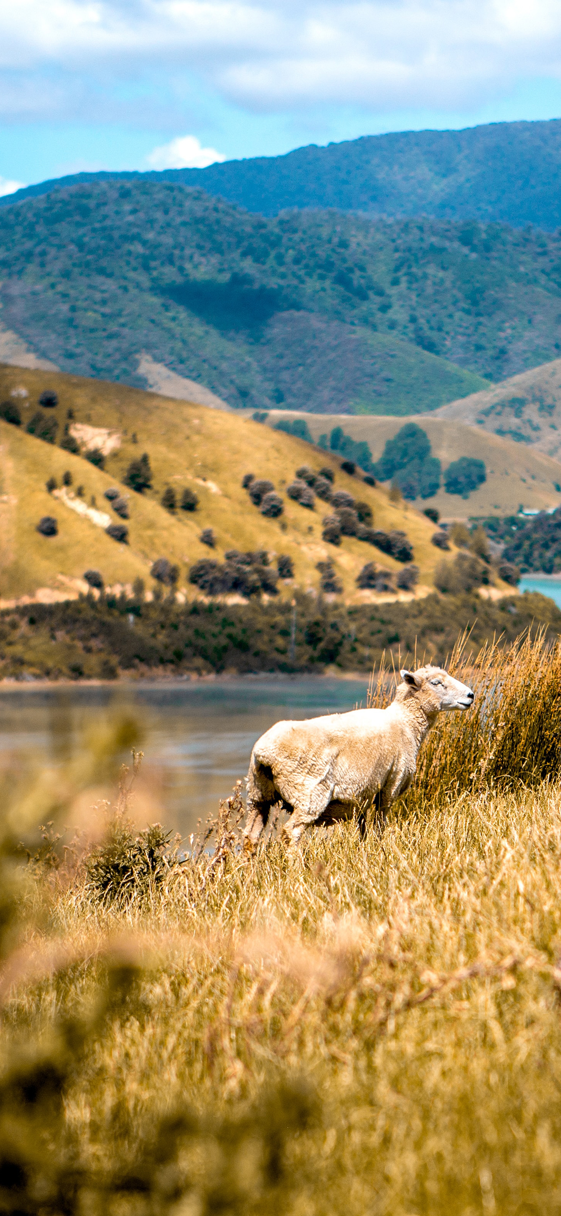 [2436×1125]羊 野外 放牧 绵羊 苹果手机壁纸图片