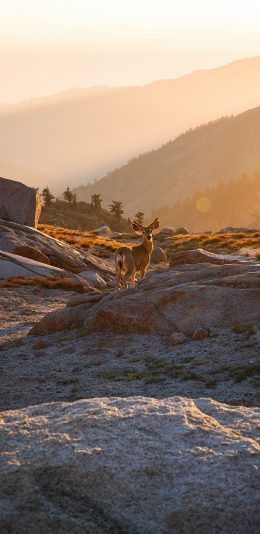 [2436x1125]羊 野生 荒漠 野外 苹果手机壁纸图片