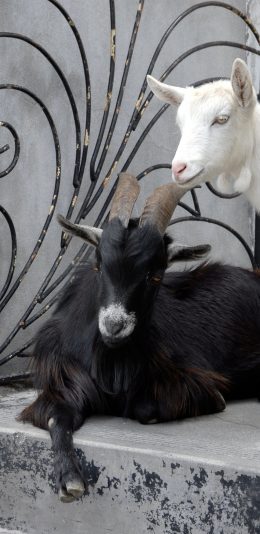 [2436x1125]羊 黑羊 阶梯 白羊 品种 苹果手机壁纸图片