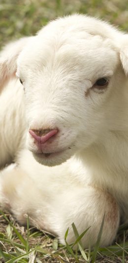 [2436x1125]羊羔 卧伏 皮毛 草地 苹果手机壁纸图片