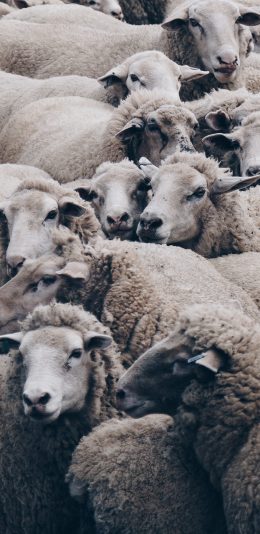 [2436x1125]羊群 咩咩 草原 牲畜 苹果手机壁纸图片