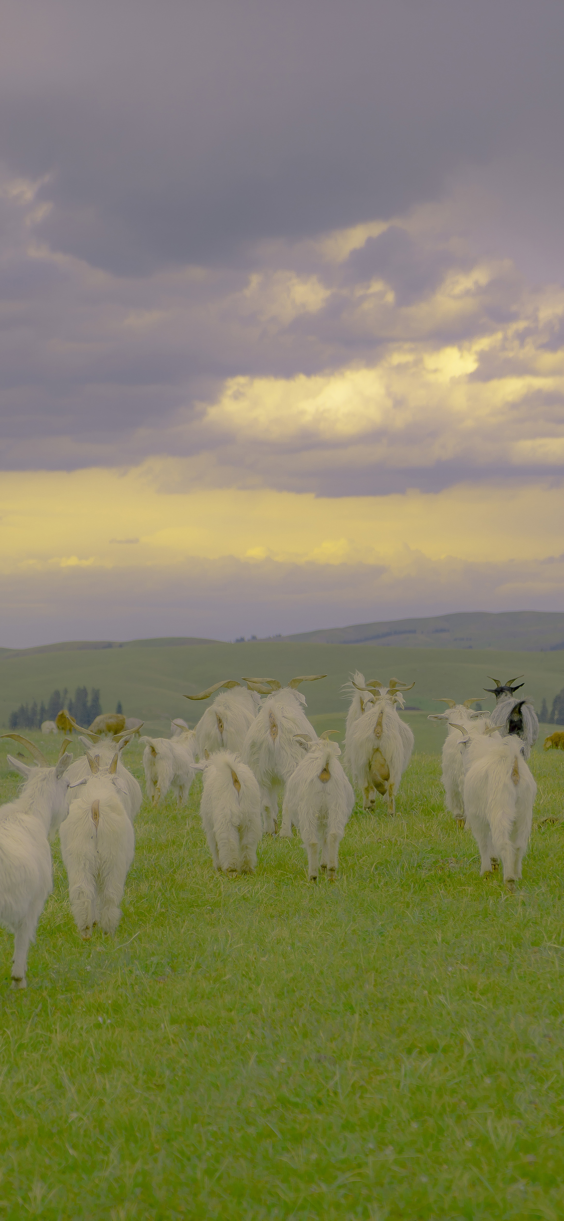 [2436×1125]羊群 牲畜 草原 畜牧 牧场 绿色 苹果手机壁纸图片