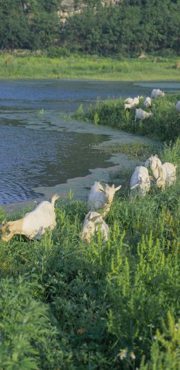 [2436x1125]羊群 草丛 河边 畜牧 绿色 牲畜 苹果手机壁纸图片